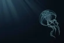 jellyfish 1280x800 wallpaper Art HD Wallpaper